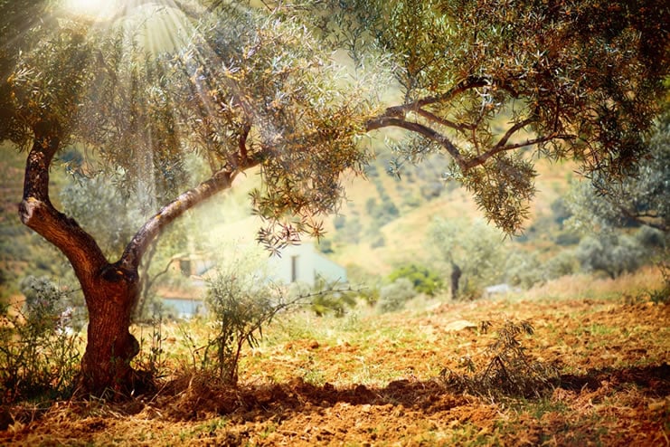 Sous l’Olivier : voyage au cœur de la Provence
