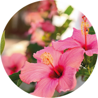 Fiore d'Ibiscus
