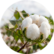 Cotone bianco