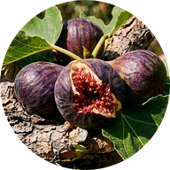 Fico Garrigue